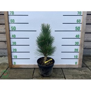 Borovica čierna (Pinus nigra) ´GREEN TOWER´ - výška 50-80 cm, kont. C5L 